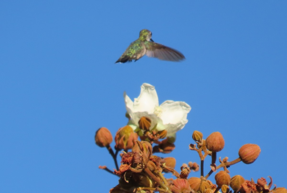 Ruby-throated Hummingbird - ML647706987