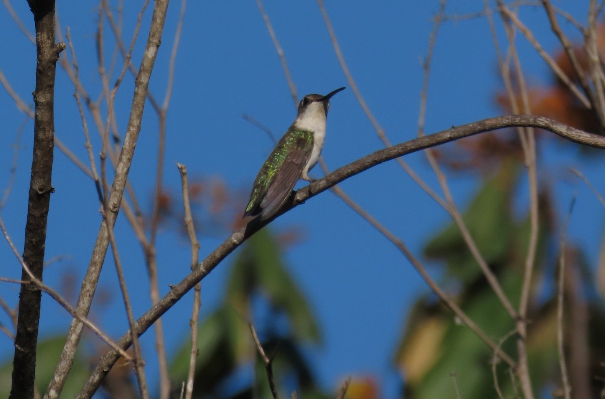 Ruby-throated Hummingbird - ML647706988
