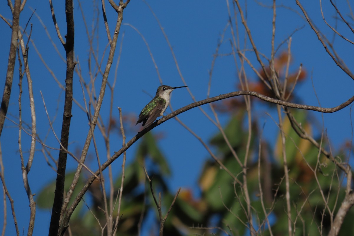 Ruby-throated Hummingbird - ML647706989