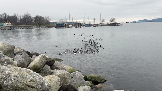 Исландский гоголь - ML647707033