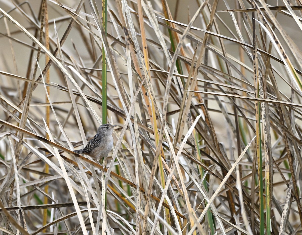 Sedge Wren - ML647707055