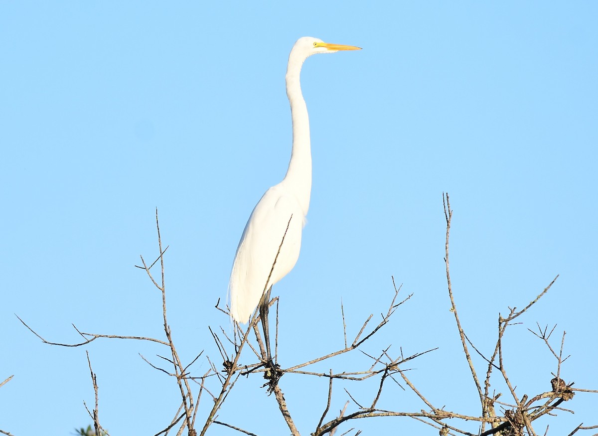 Great Egret - ML647707071