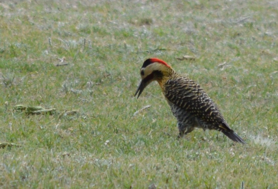 Черноусый дятел - ML647707122