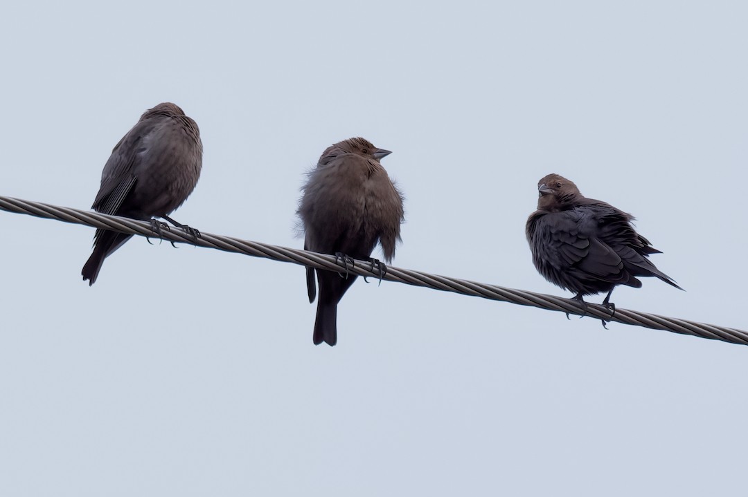 Brown-headed Cowbird - ML647707129