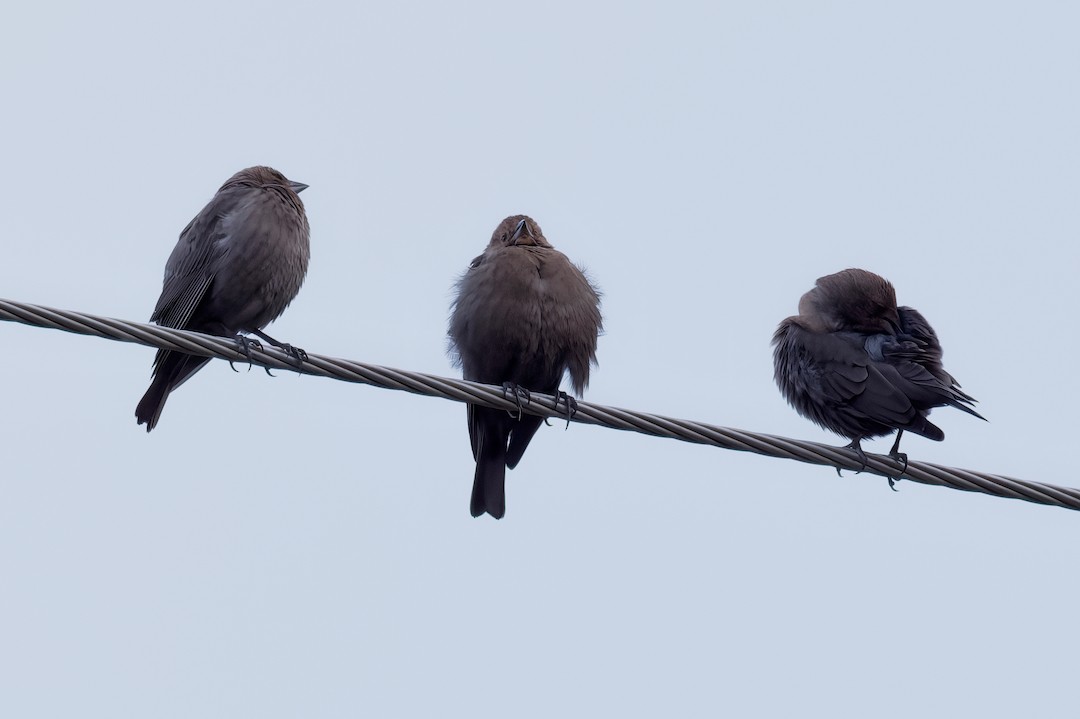 Brown-headed Cowbird - ML647707130