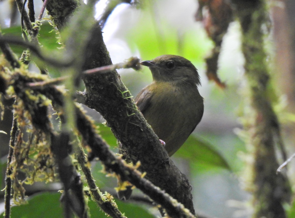 White-collared Manakin - ML647707134