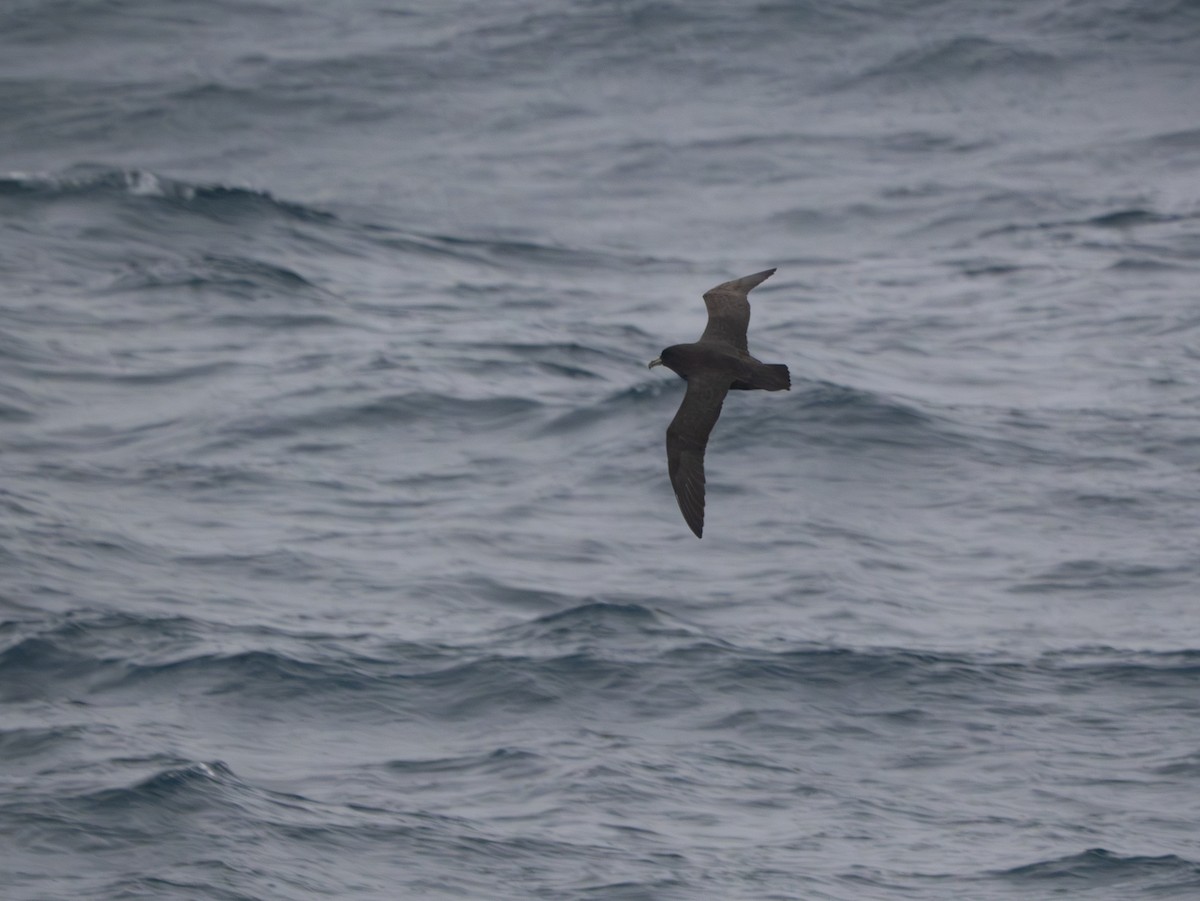 Буревісник білогорлий - ML647707149