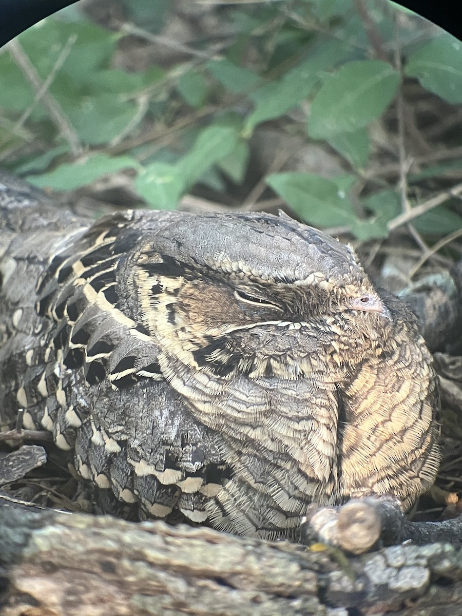 pauraquenattravn - ML647707163