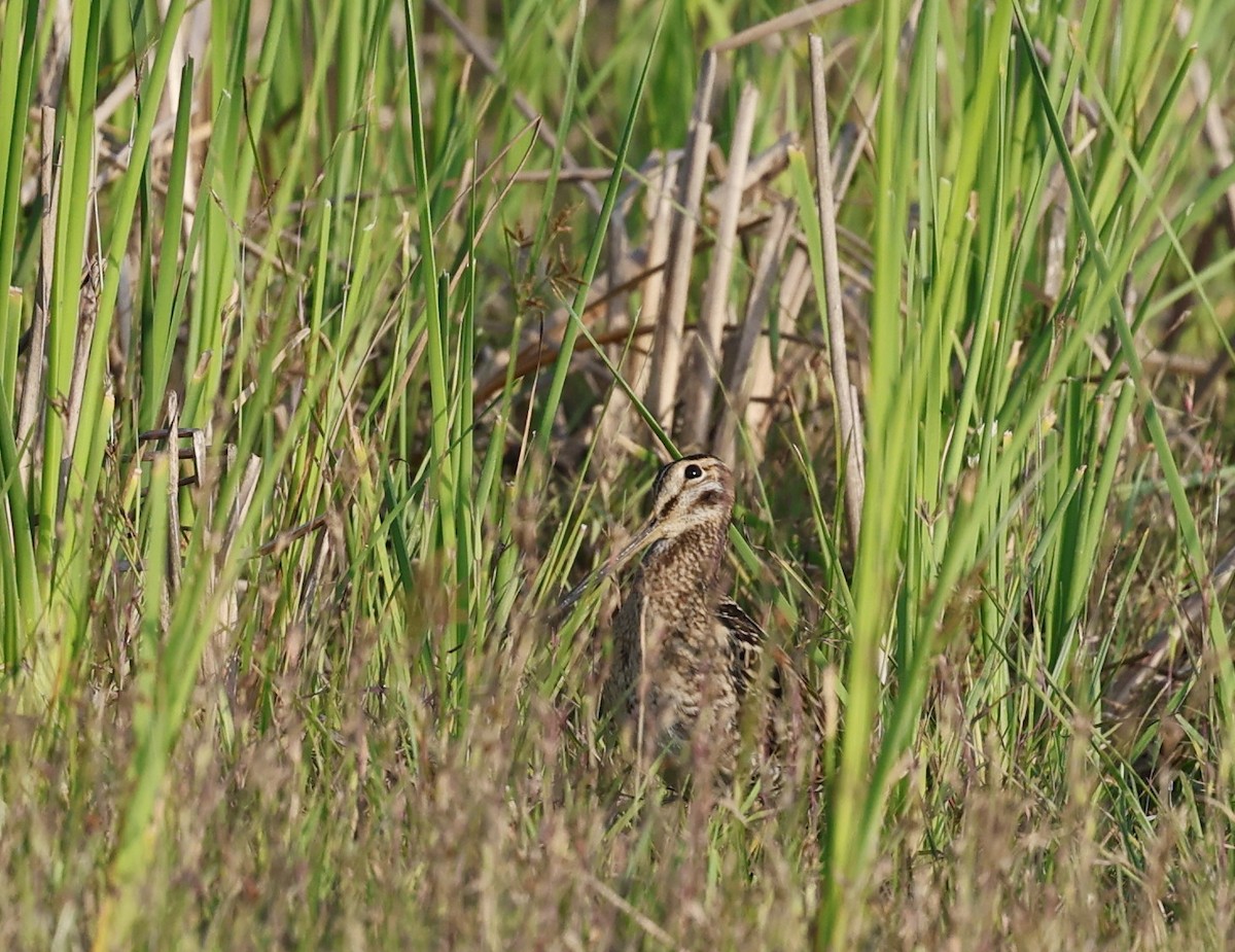 Sibirya Suçulluğu - ML647707190