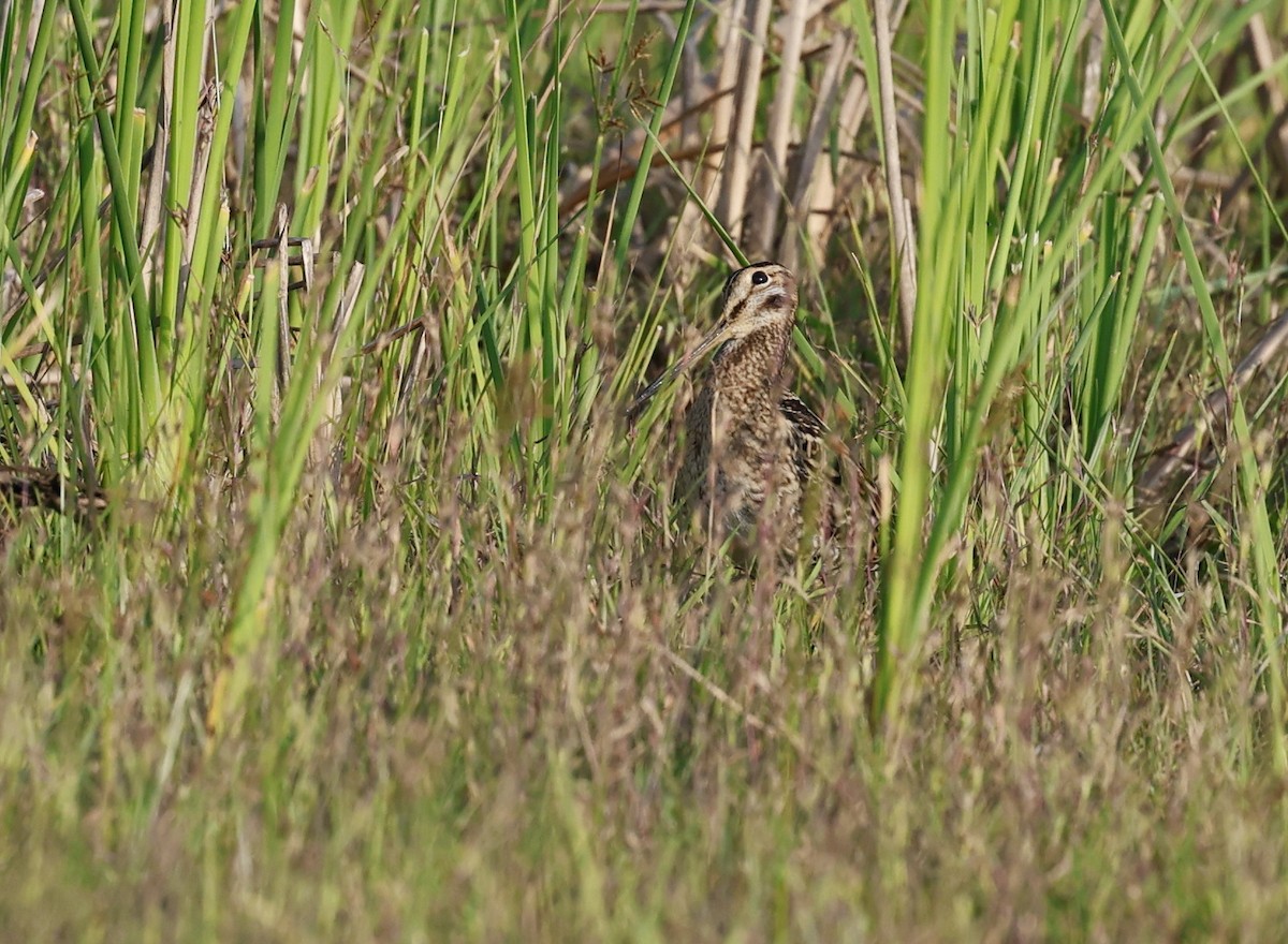 Sibirya Suçulluğu - ML647707191