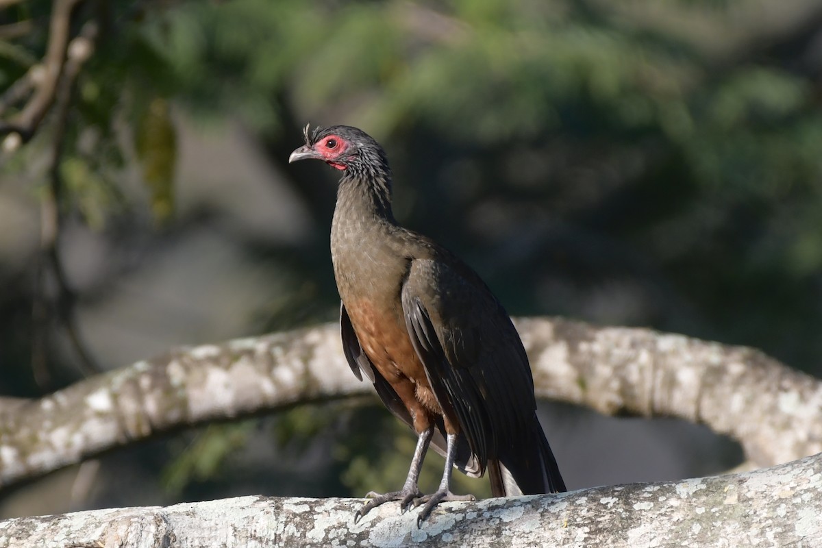 Rufous-bellied Chachalaca - ML647707196