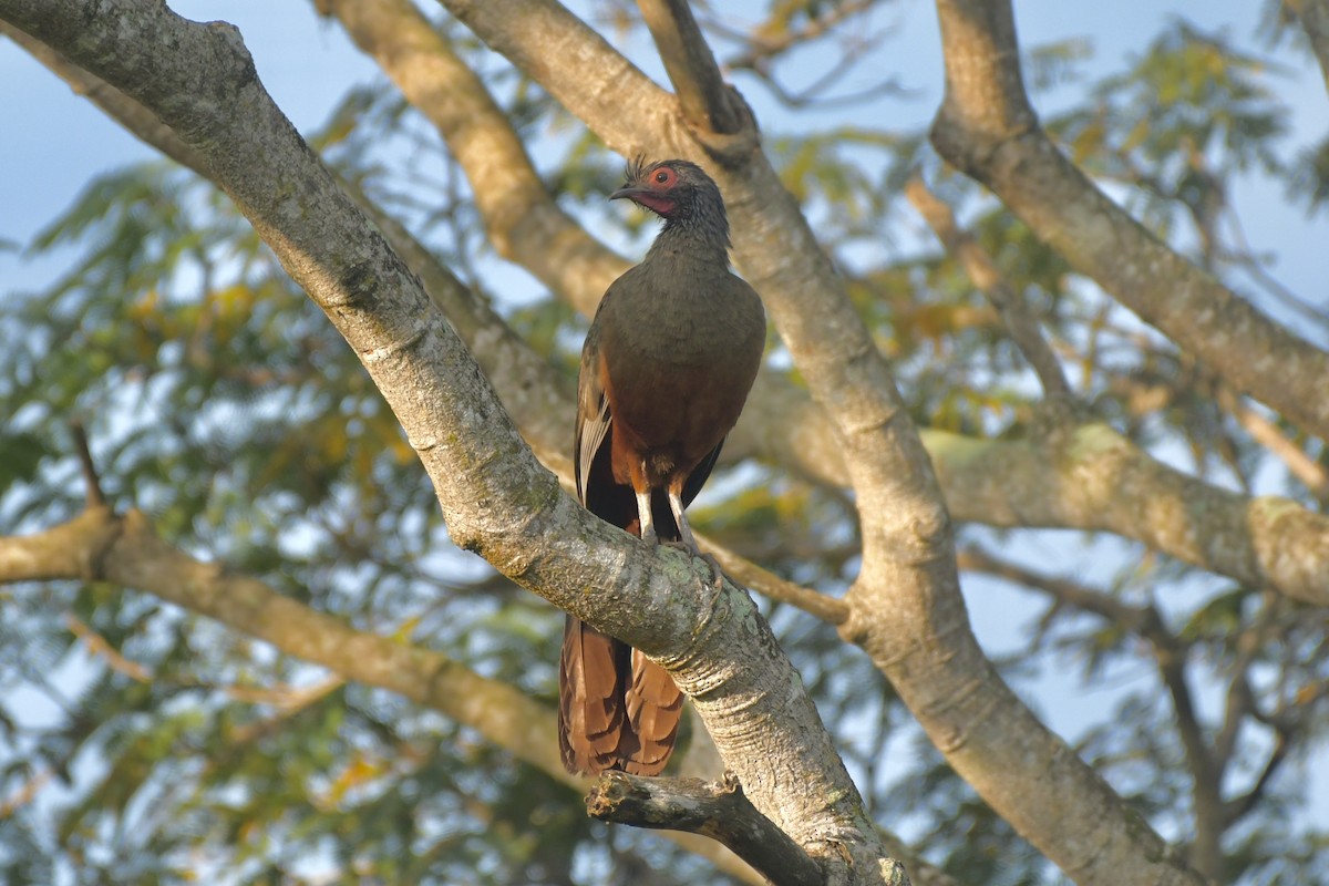 Rufous-bellied Chachalaca - ML647707197