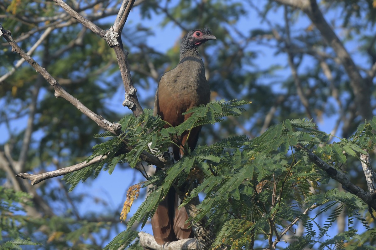 Rufous-bellied Chachalaca - ML647707198