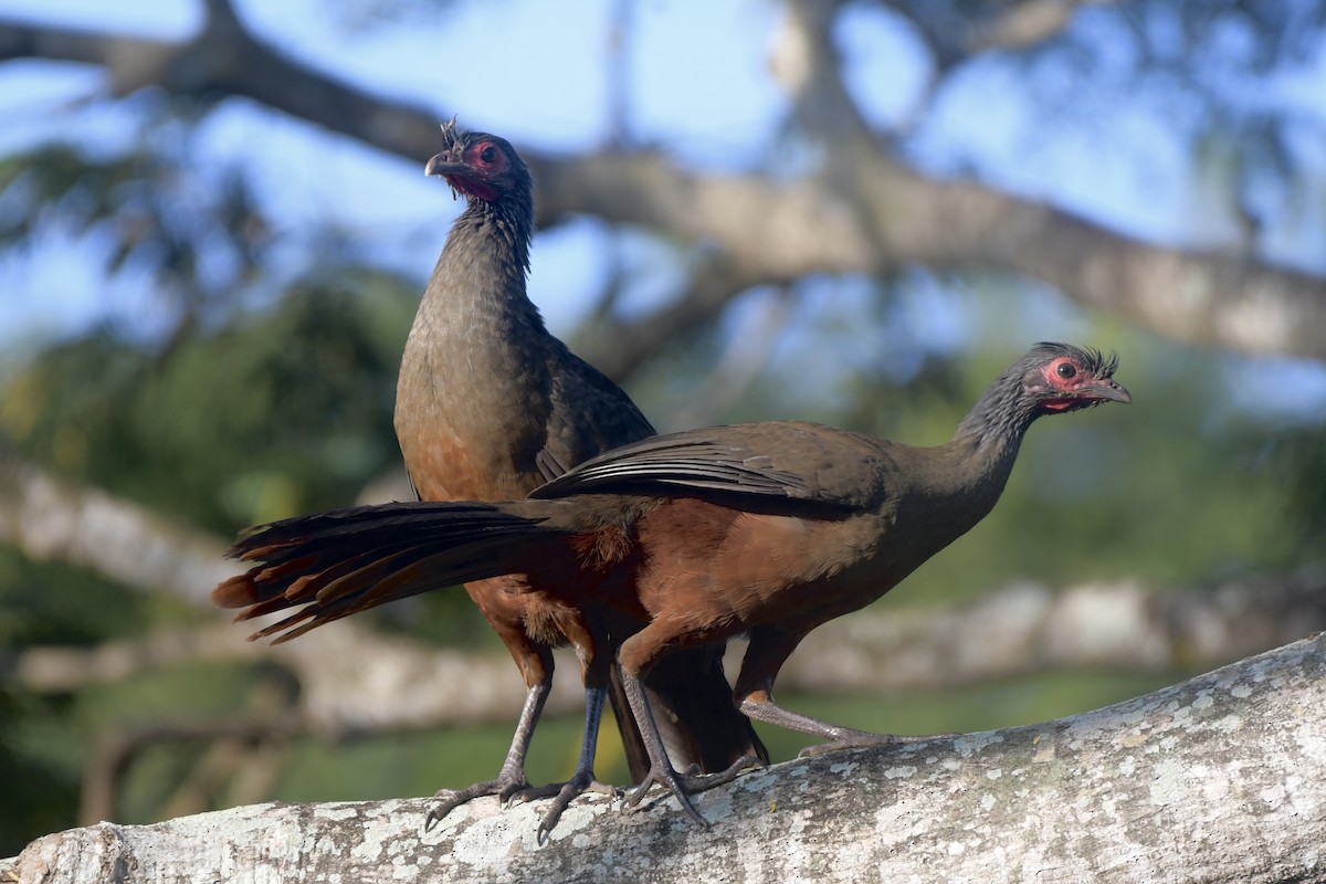 Rufous-bellied Chachalaca - ML647707199