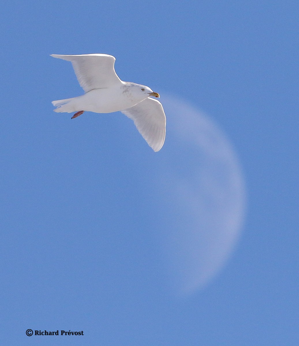 Glaucous Gull - ML647707229