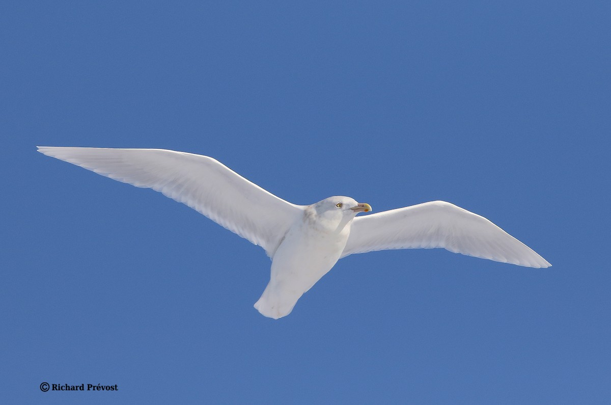 Glaucous Gull - ML647707232