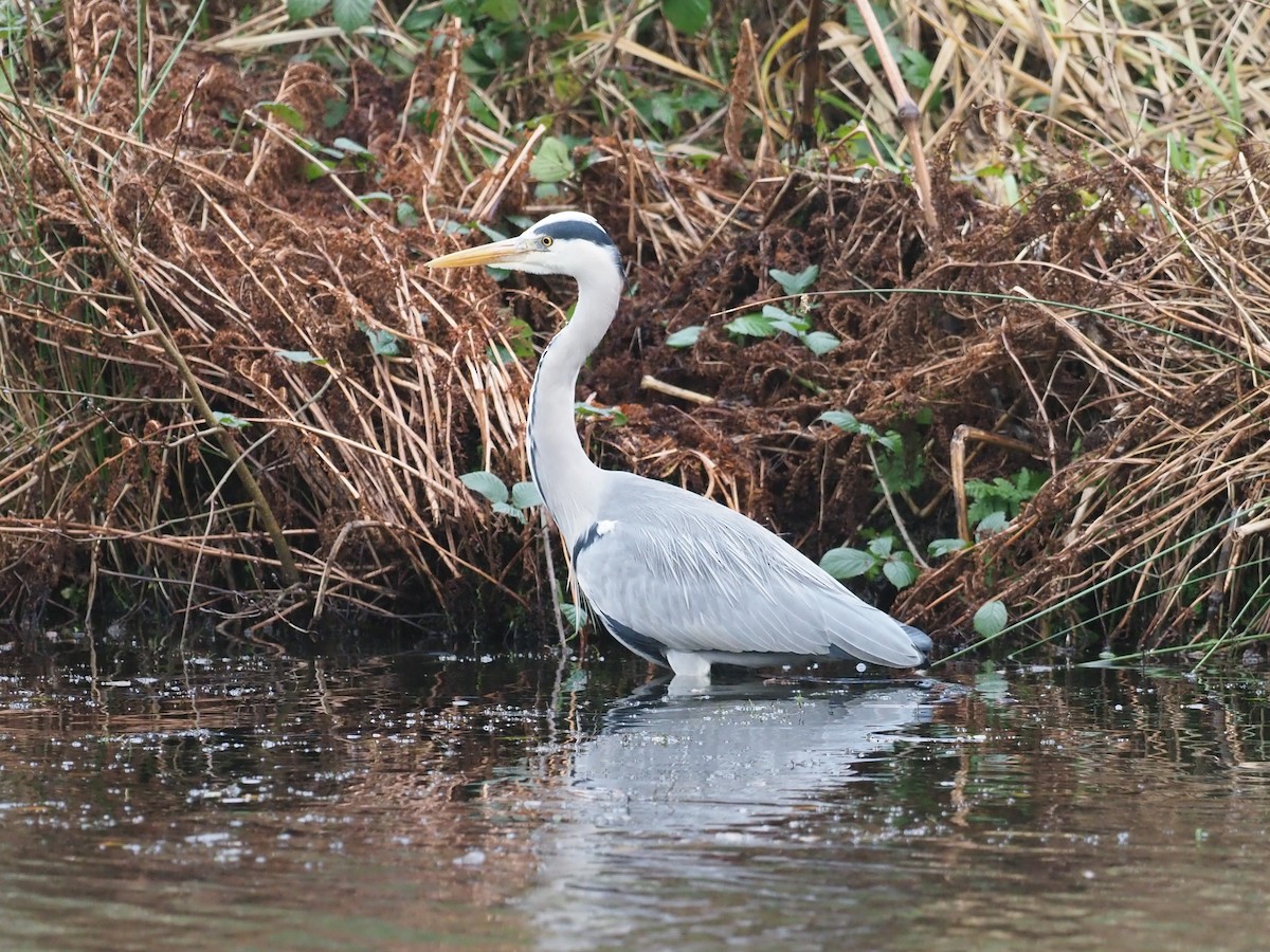 volavka popelavá - ML647707235