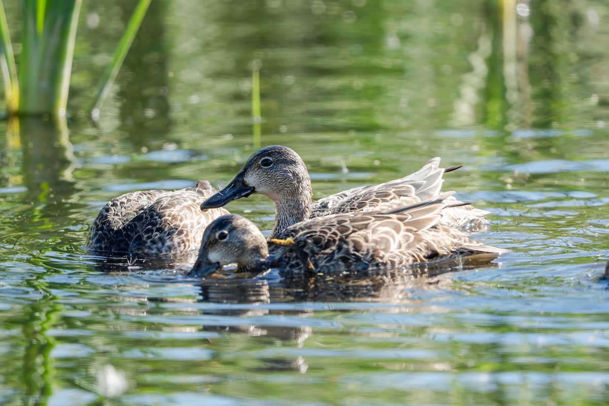čírka modrokřídlá - ML647707237