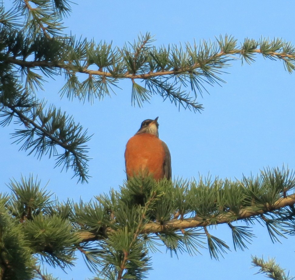 drozd stěhovavý - ML647707238