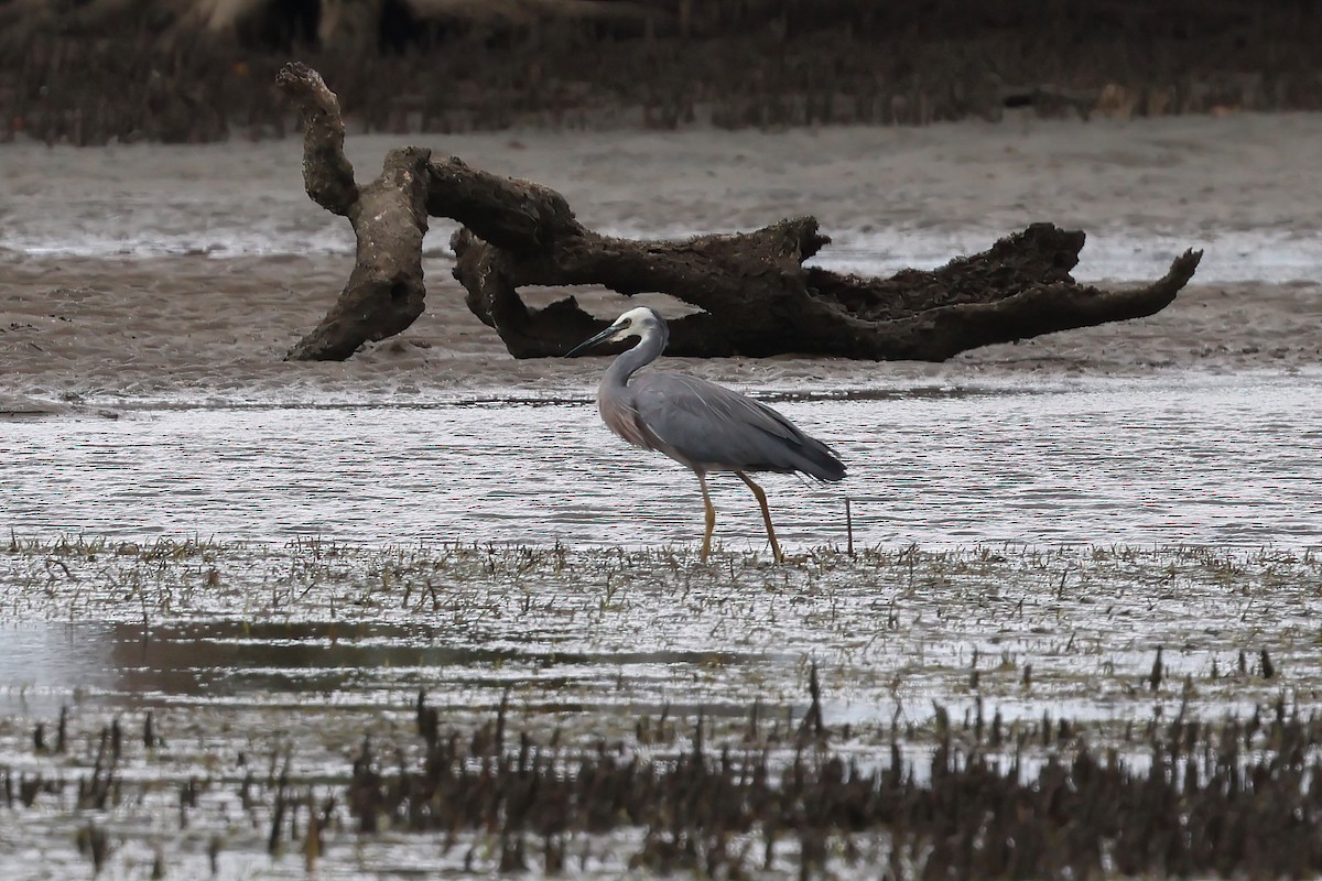 volavka bělolící - ML647707243