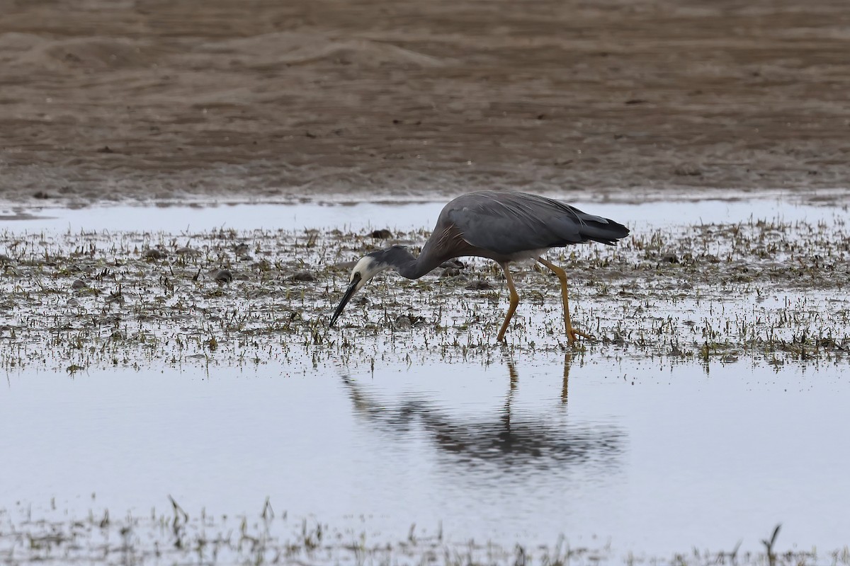 volavka bělolící - ML647707244