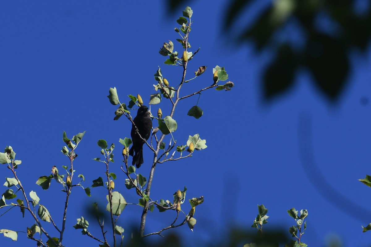 vlhovec lesklý - ML647707245