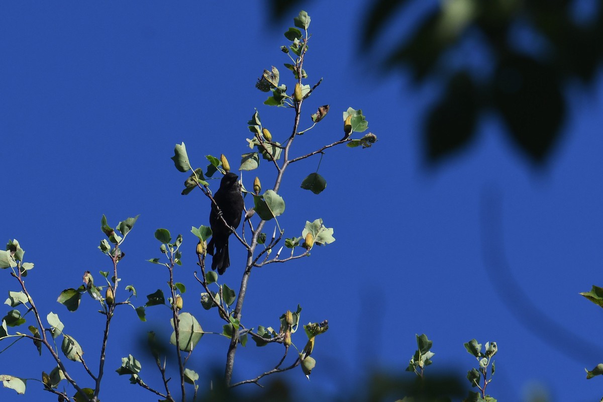 vlhovec lesklý - ML647707246