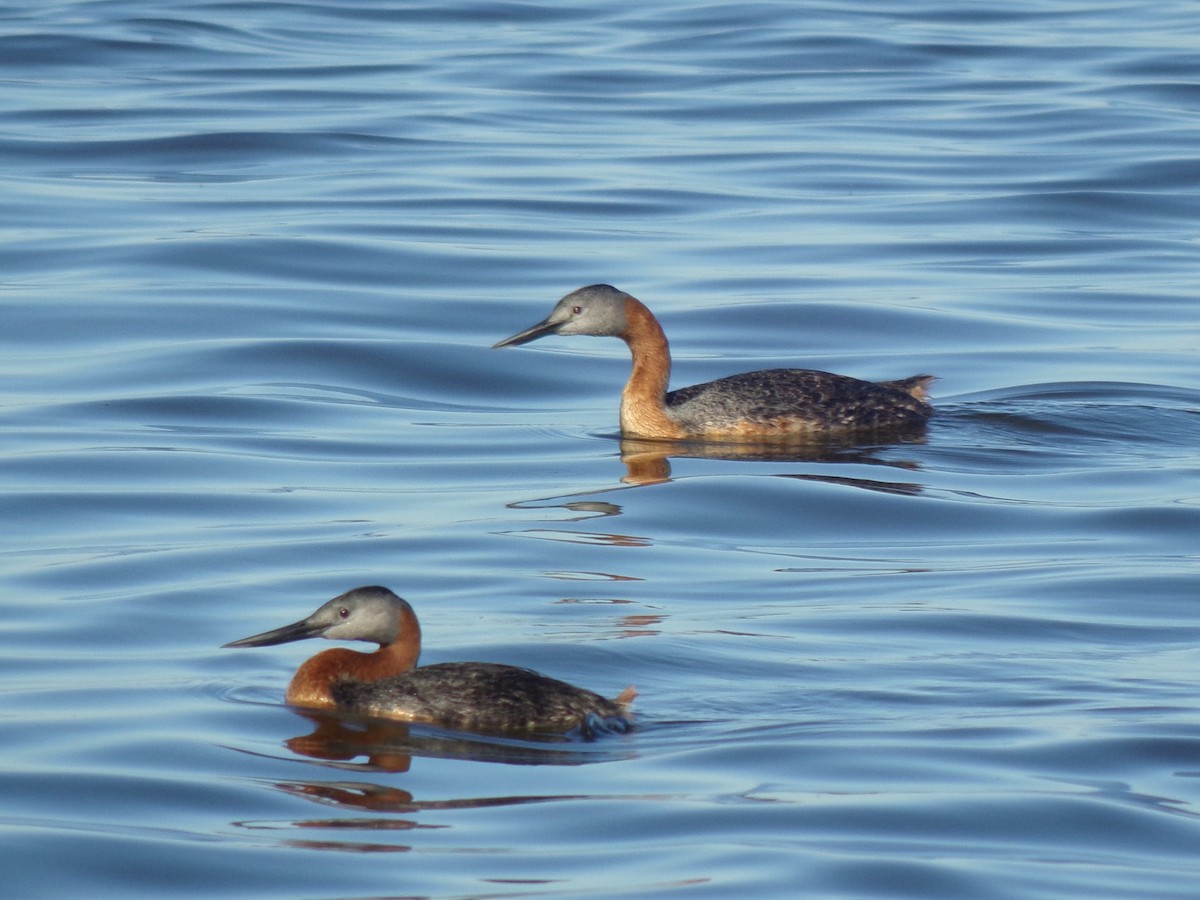 potápka velká - ML647707247