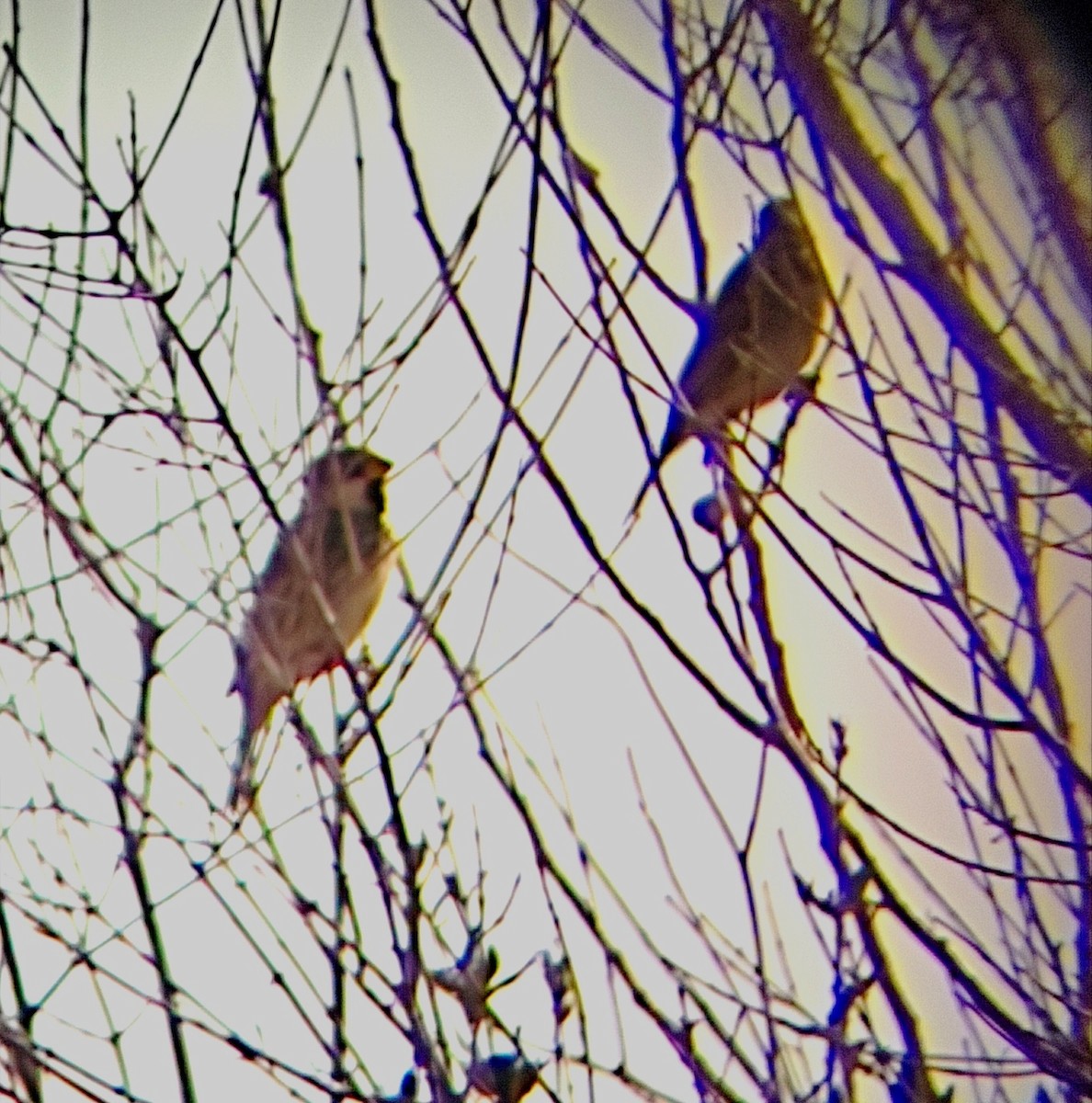 vrabec pokřovní - ML647707248