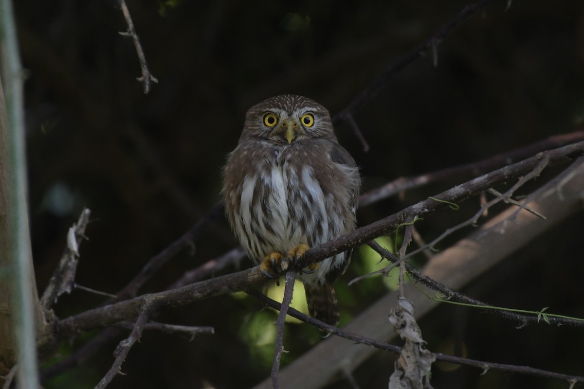 kulíšek brazilský - ML647707249