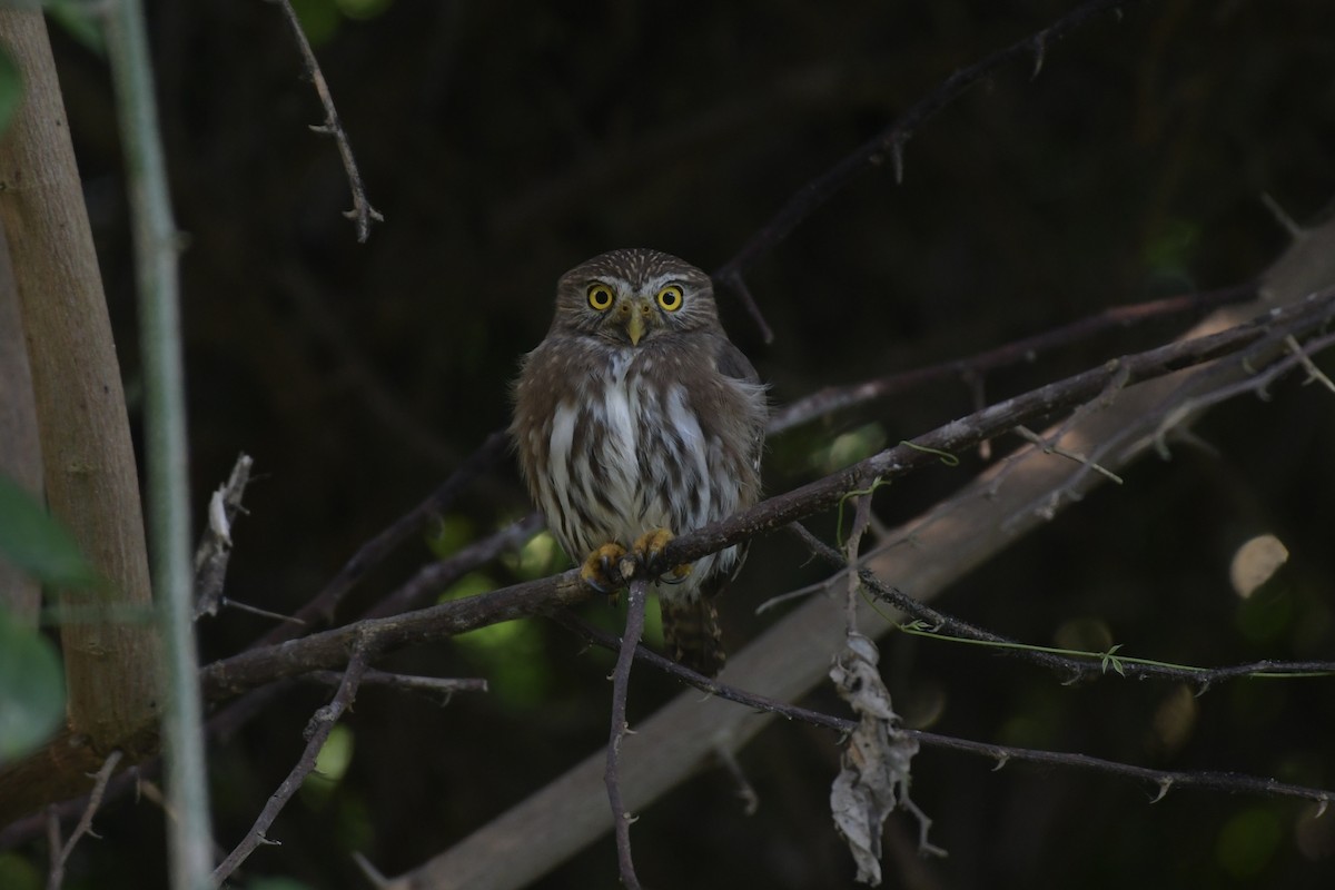 kulíšek brazilský - ML647707250