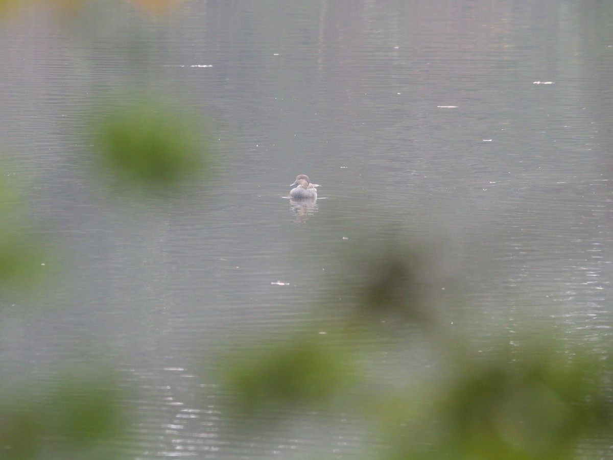 kopřivka obecná - ML647707251