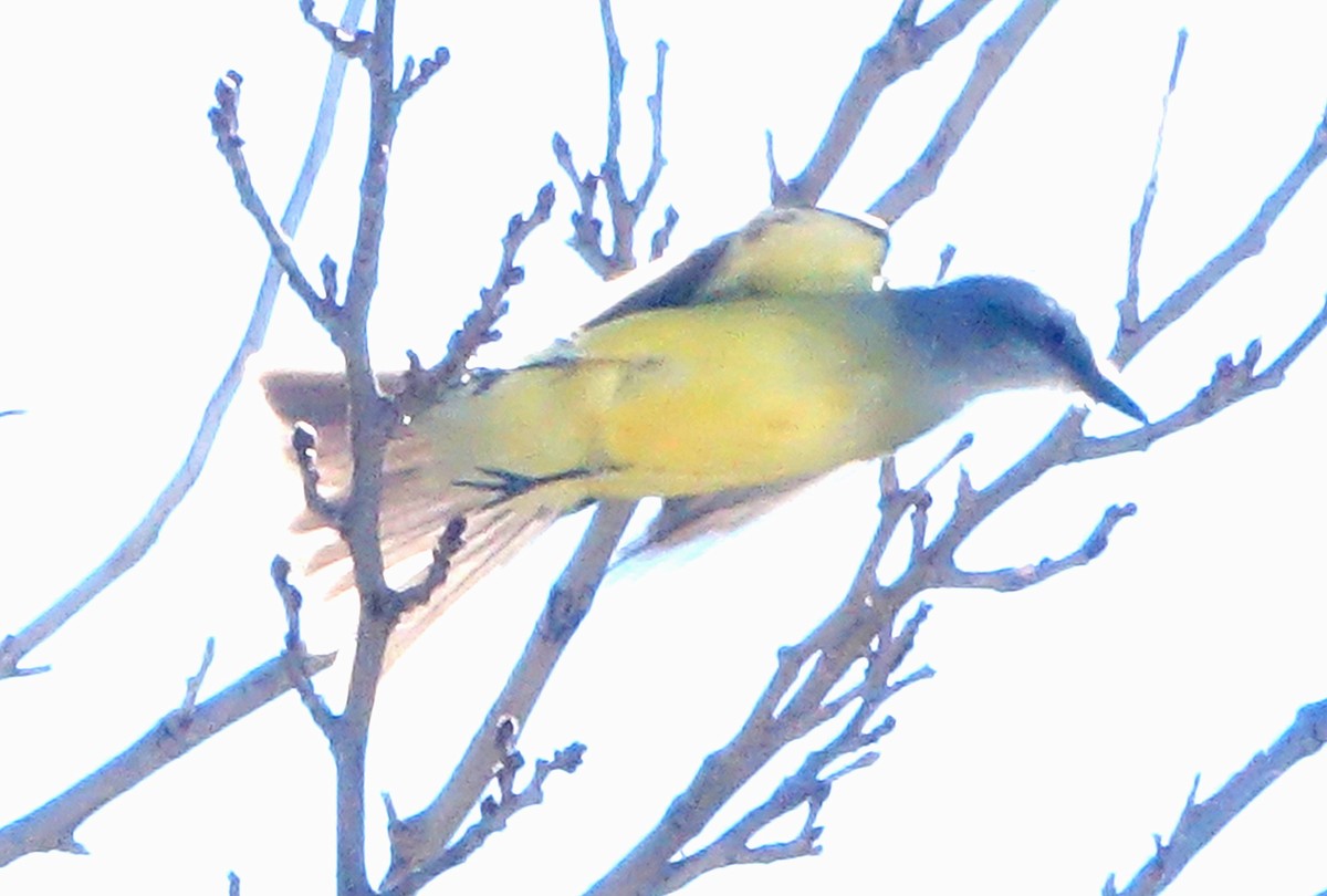 Tirano Silbador - ML647707252