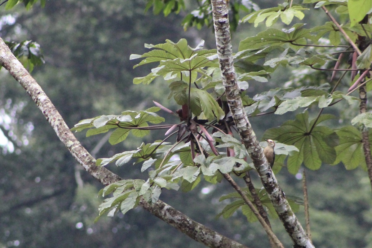 datel zlatočelý [skupina santacruzi] - ML647707253