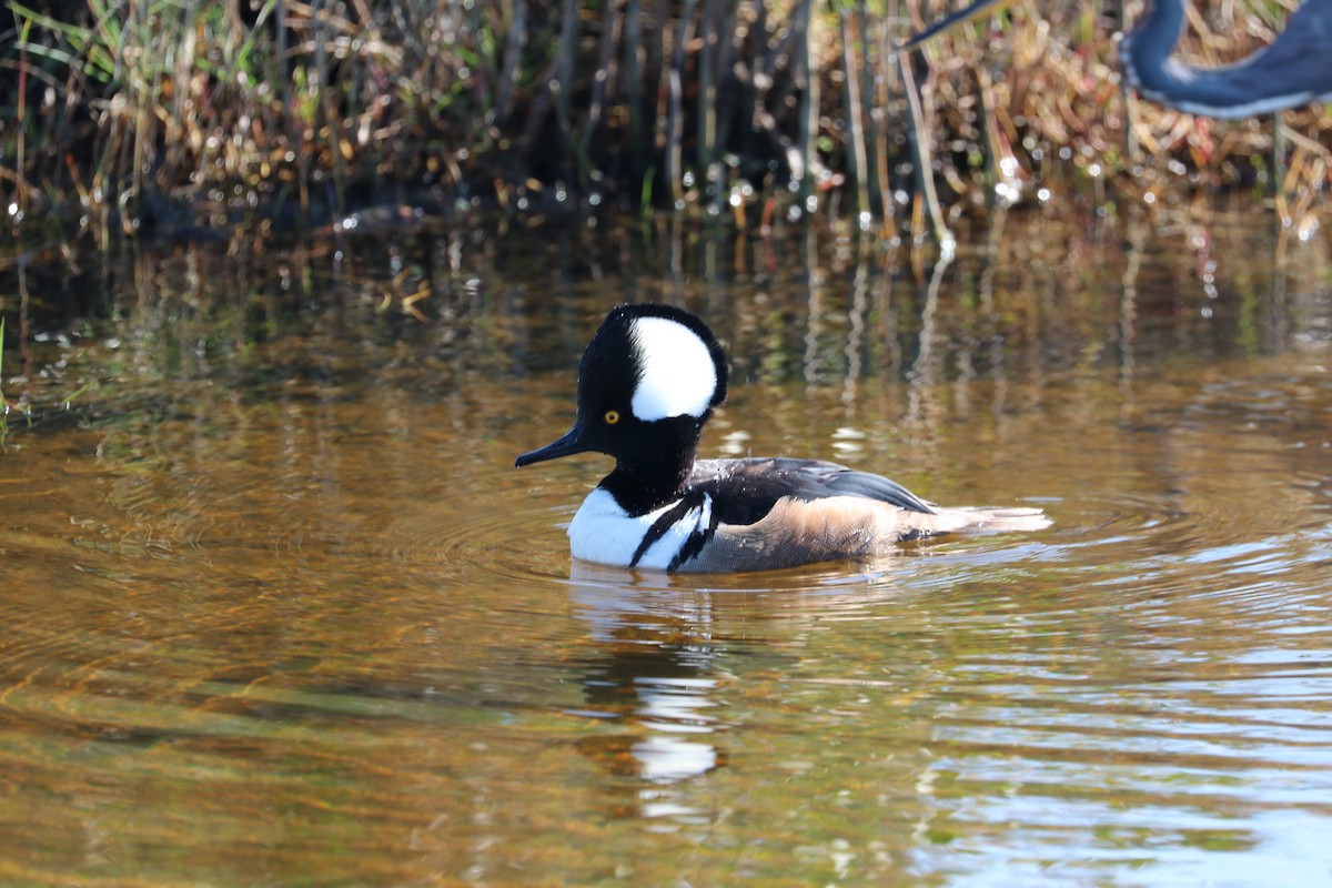 morčák chocholatý - ML647707254