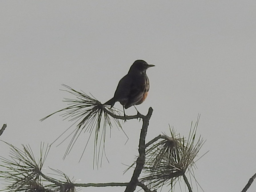 drozd stěhovavý - ML647707255