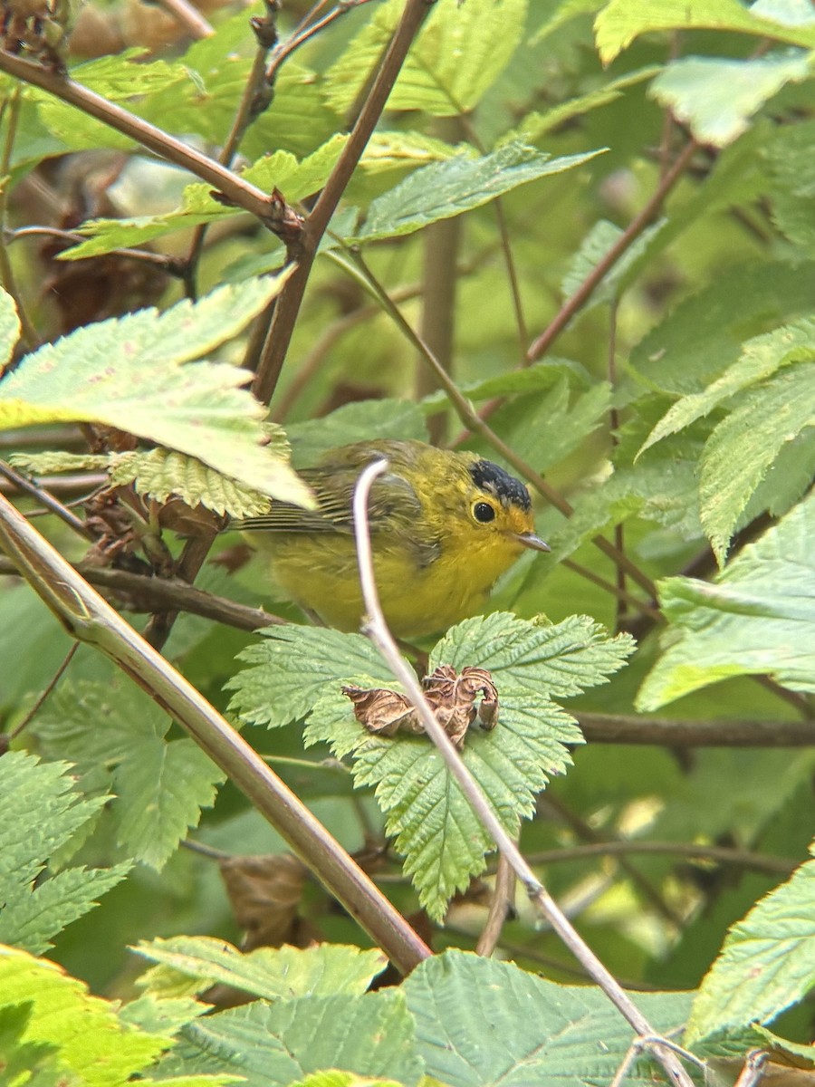 lesňáček čepičatý - ML647707257