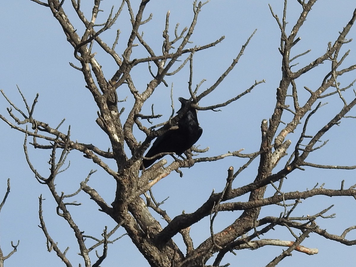 krkavec velký - ML647707258