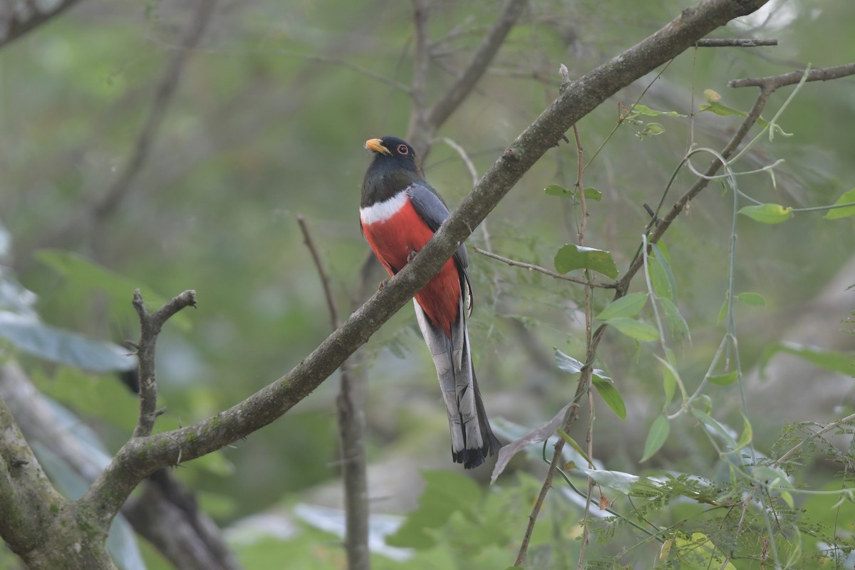 trogon měděnoocasý - ML647707259