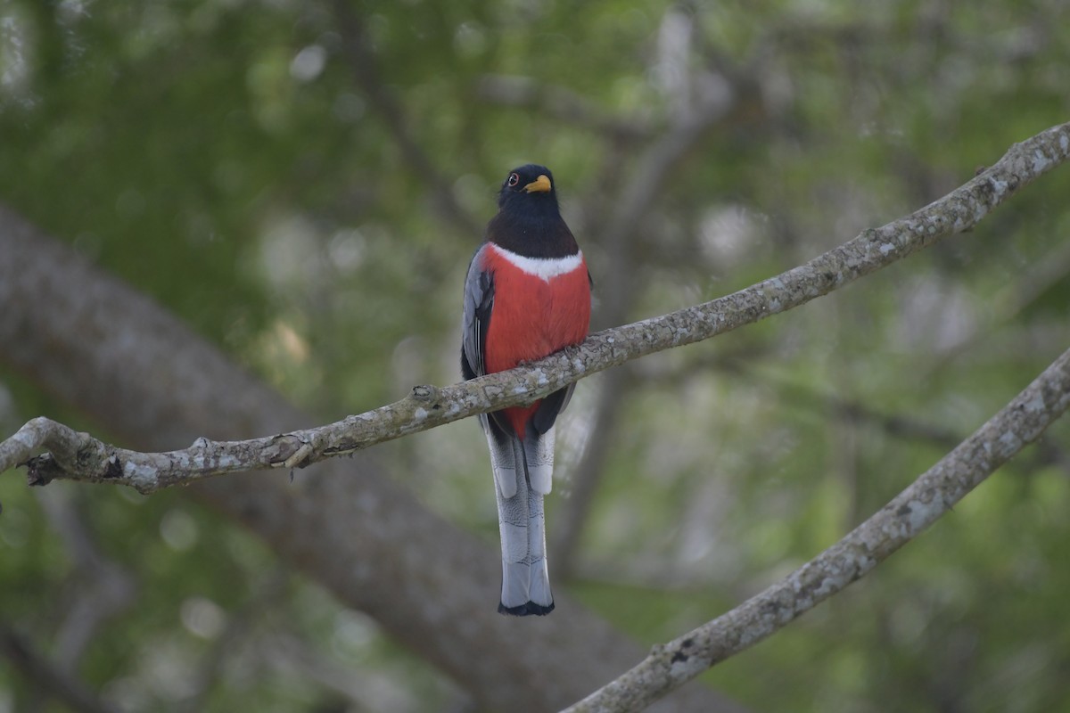 trogon měděnoocasý - ML647707260