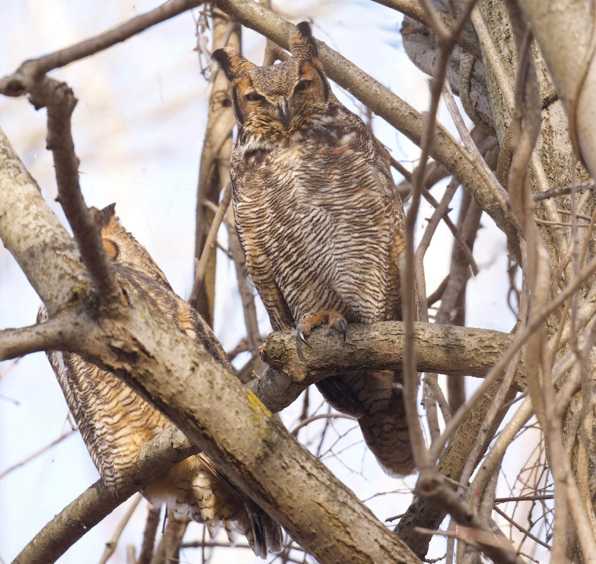 výr virginský - ML647707261