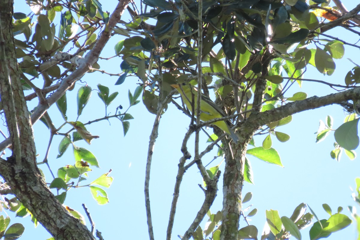 Western Tanager - ML647707263