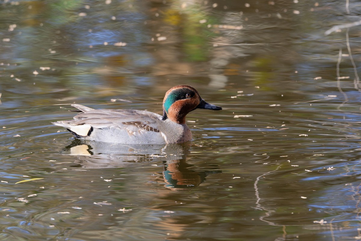 čírka obecná - ML647707264