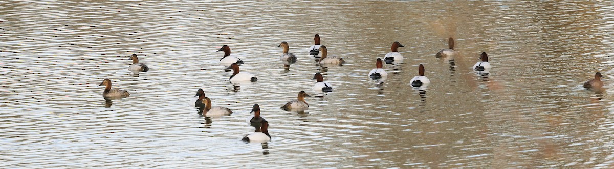 polák dlouhozobý - ML647707265