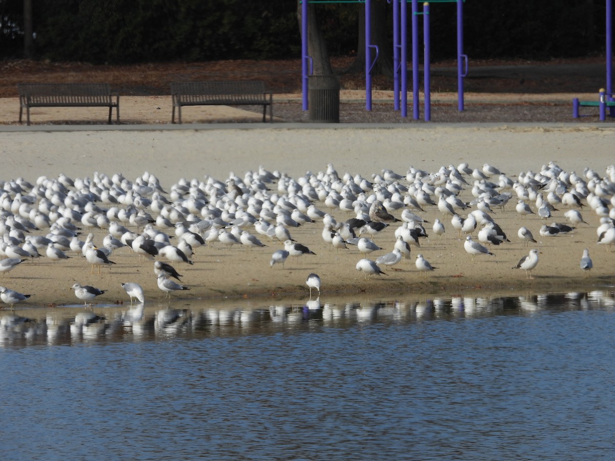 racek žlutonohý - ML647707266