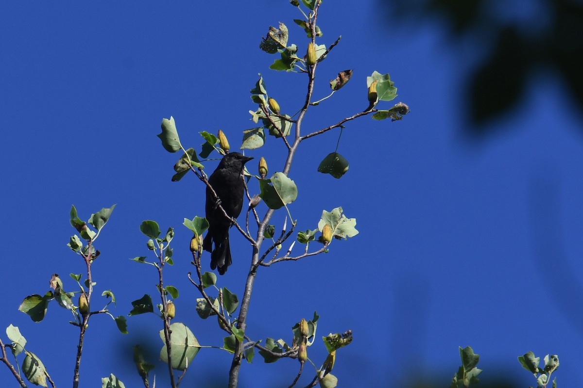 vlhovec lesklý - ML647707267