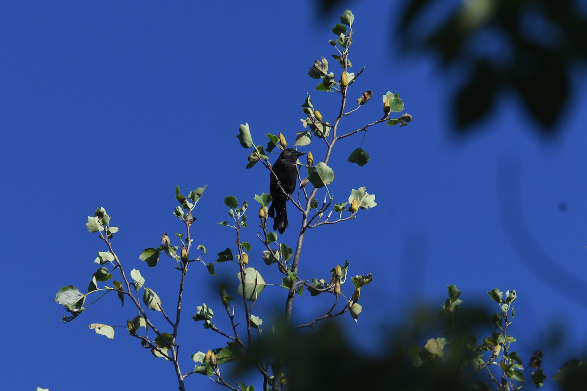 vlhovec lesklý - ML647707268