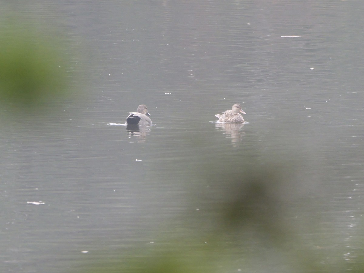 kopřivka obecná - ML647707269