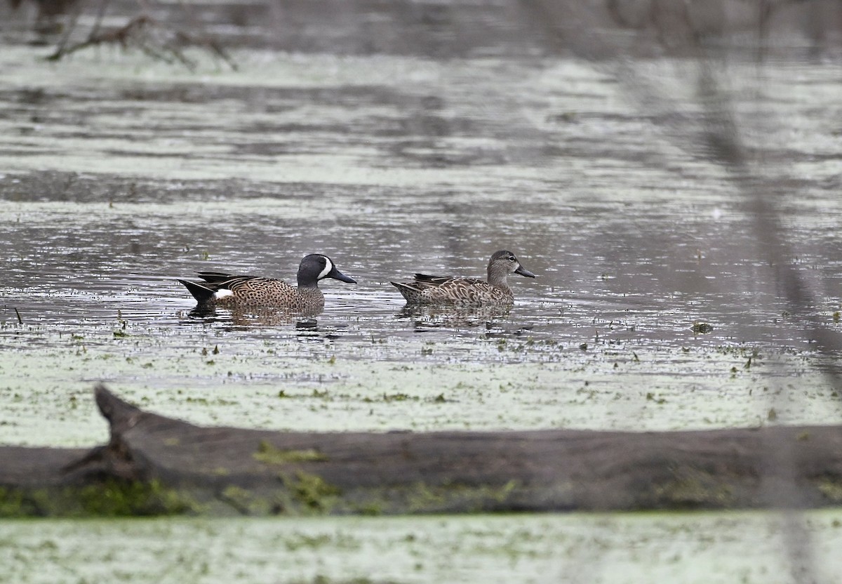čírka modrokřídlá - ML647707270