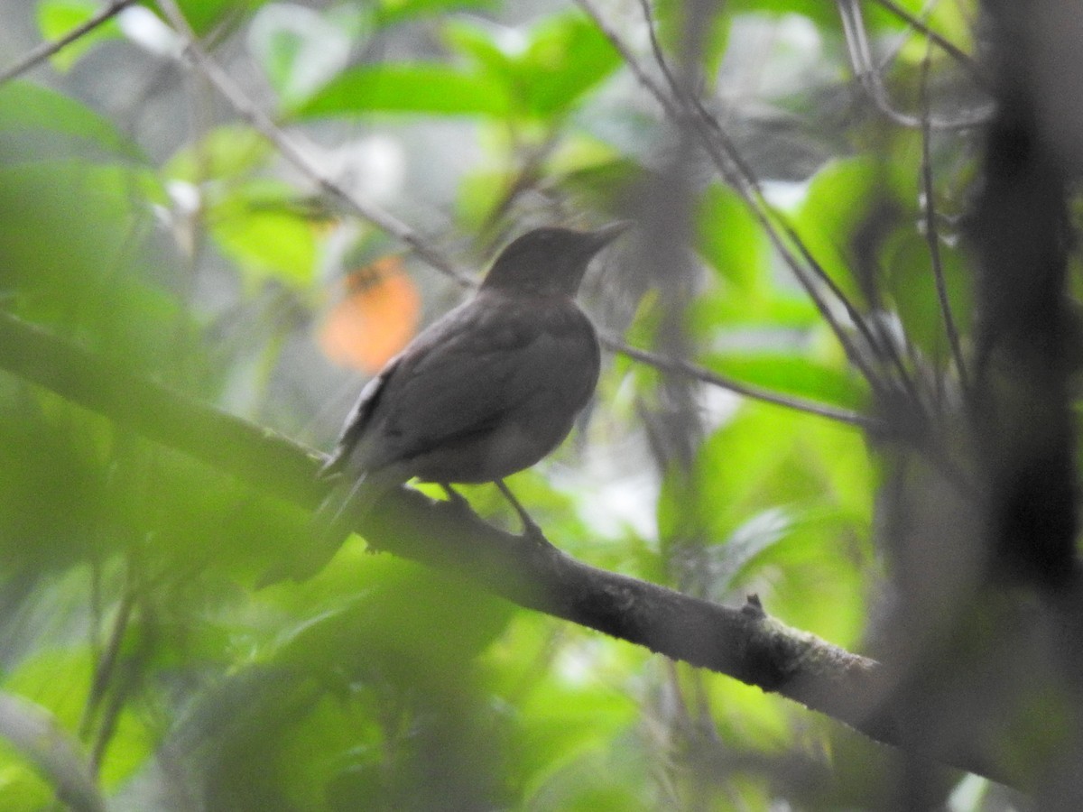 Turdus sp. - ML647707271